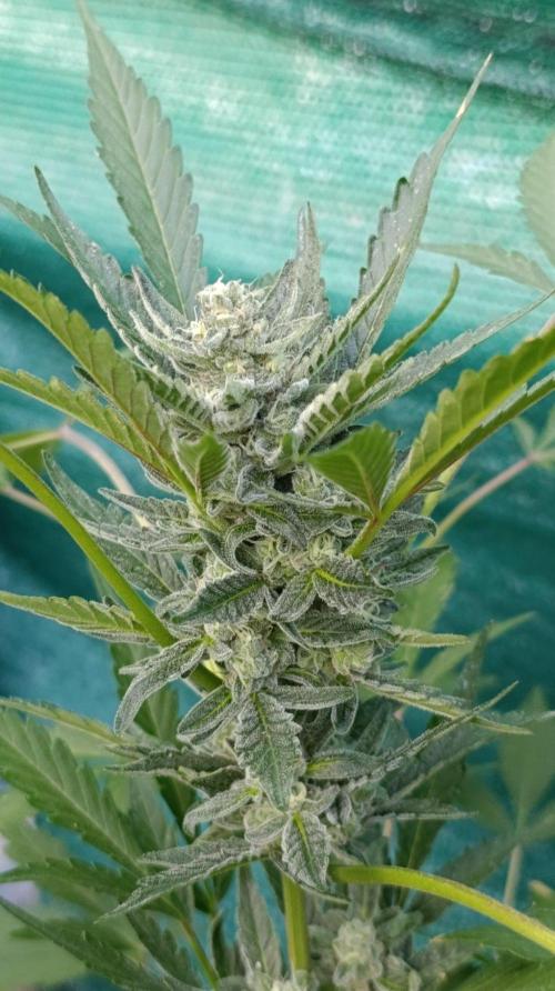 Papaya Zoap Auto. Week 9