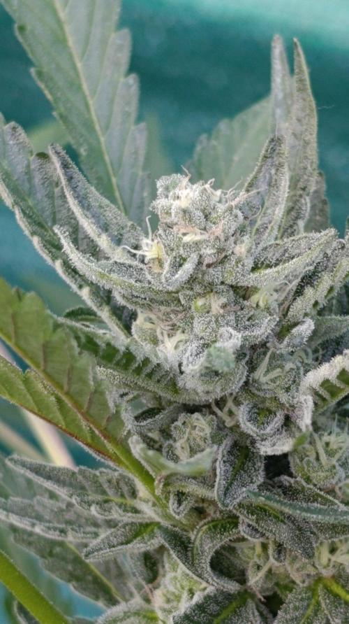 Papaya Zoap Auto. Week 9