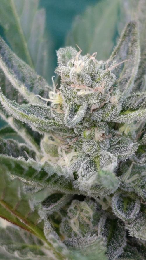 Papaya Zoap Auto. Week 9