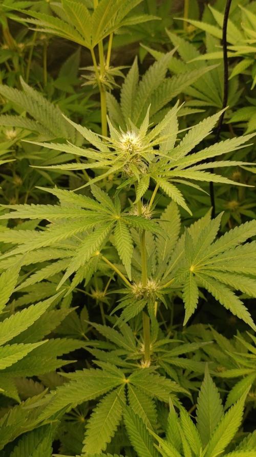 Banana Cream OG. Week 7