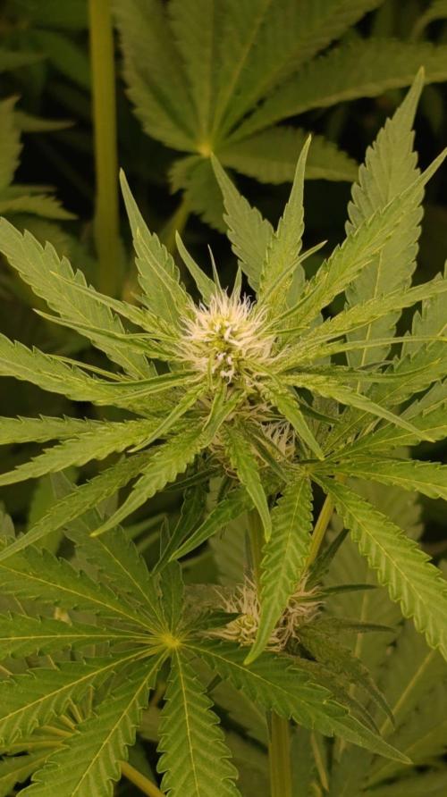 Banana Cream OG. Week 7
