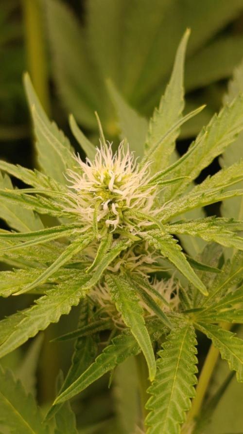 Banana Cream OG. Week 7