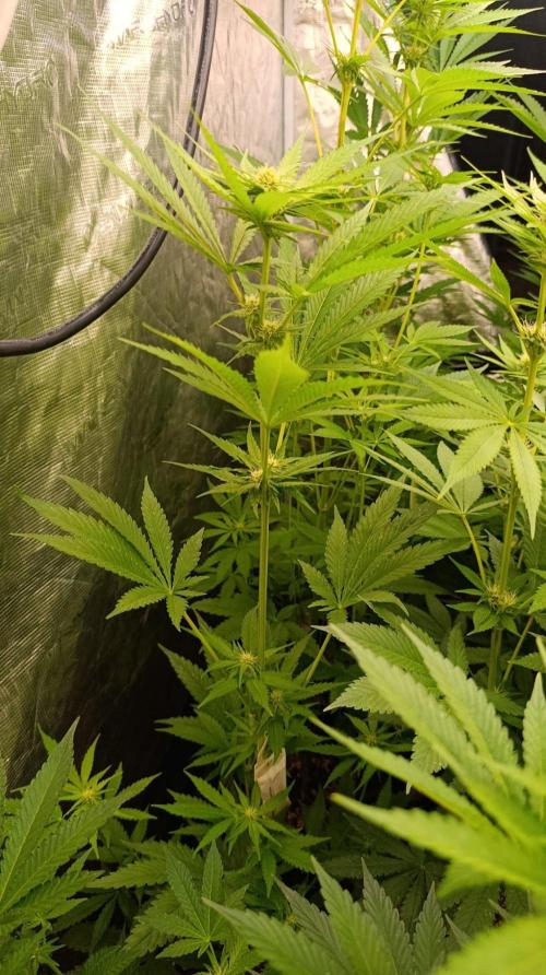 Mango Crack. Week 7