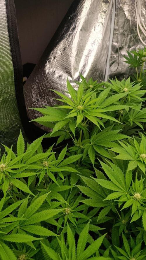 Mango Crack. Week 7