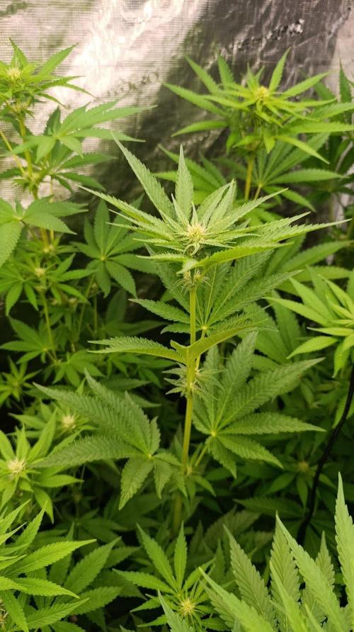 Papaya Stank. Week 7