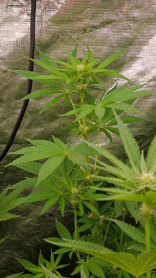 Papaya Stank. Week 7