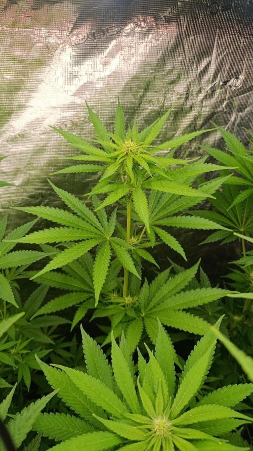 Papaya Stank. Week 7