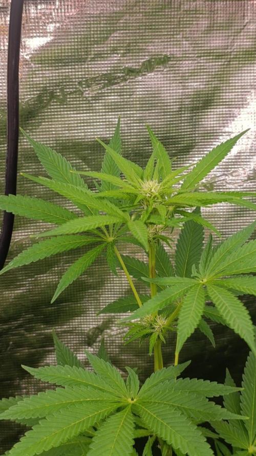 Papaya Stank. Week 7
