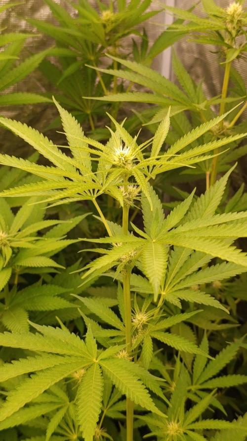 Banana Fumes Round II. Week 8