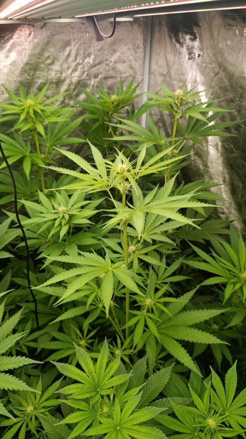 Banana Fumes Round II. Week 8