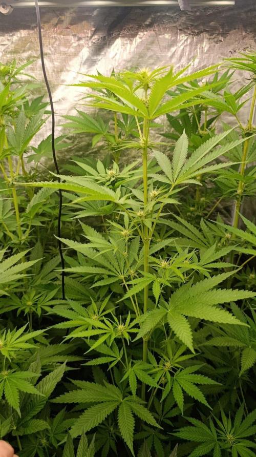 Banana Fumes Round II. Week 8