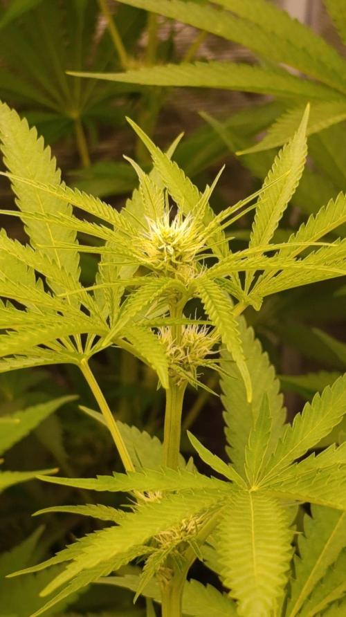 Banana Fumes Round II. Week 8