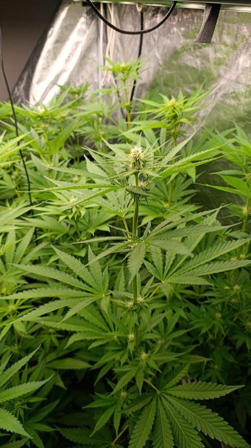 Banana Cake Pop. Week 7