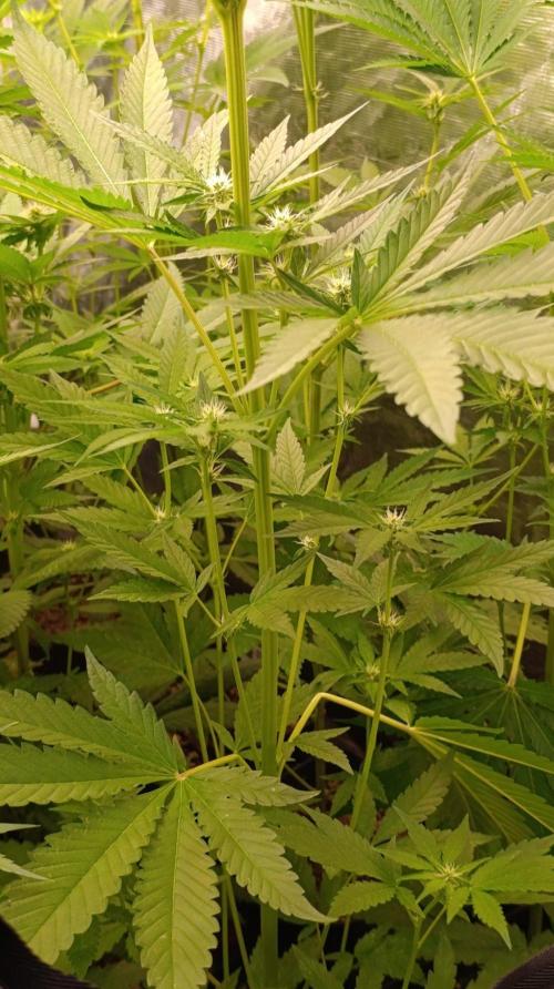 Banana Cake Pop. Week 7