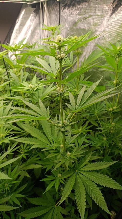 Banana Cake Pop. Week 7