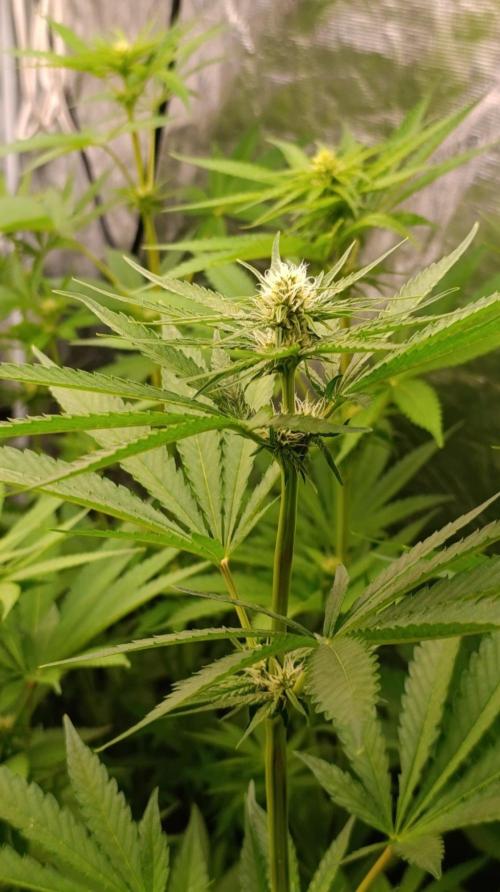 Banana Cake Pop. Week 7
