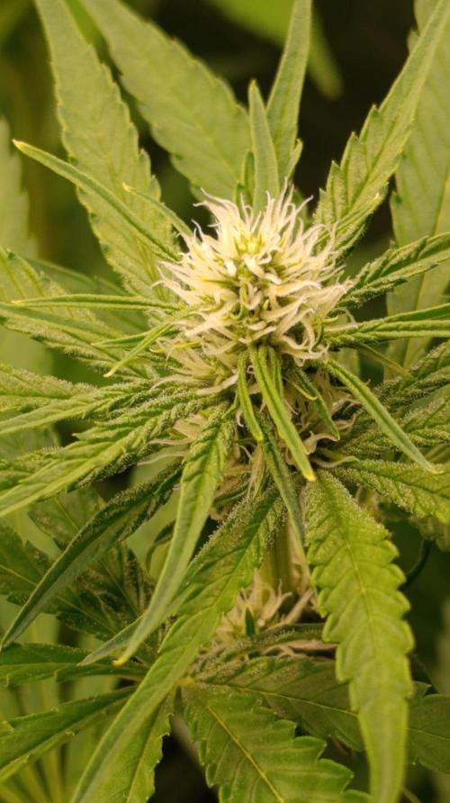 Banana Cake Pop. Week 7