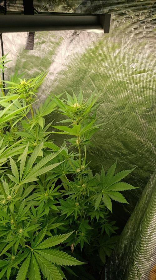 Pineapple Jack. Week 7