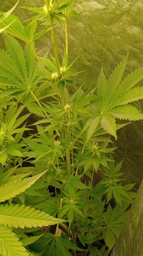 Pineapple Jack. Week 7