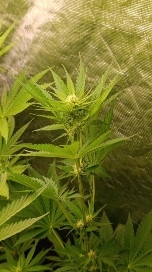 Pineapple Jack. Week 7