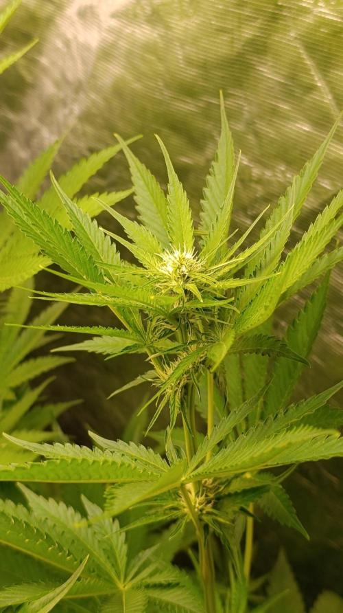 Pineapple Jack. Week 7