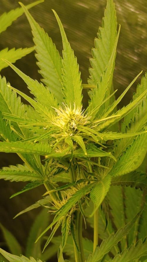 Pineapple Jack. Week 7