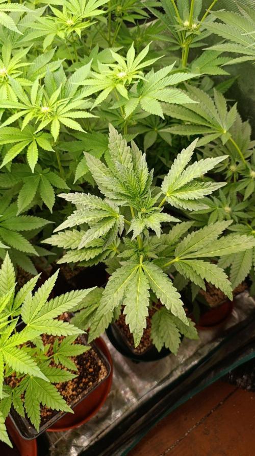 Caramel Pineapple. Week 7