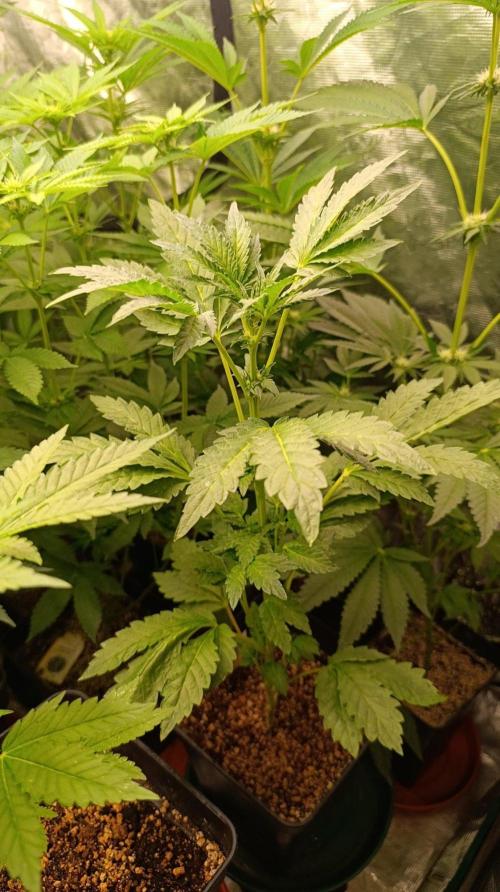 Caramel Pineapple. Week 7