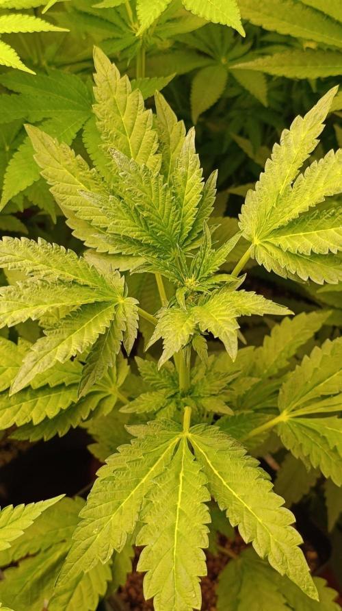 Caramel Pineapple. Week 7