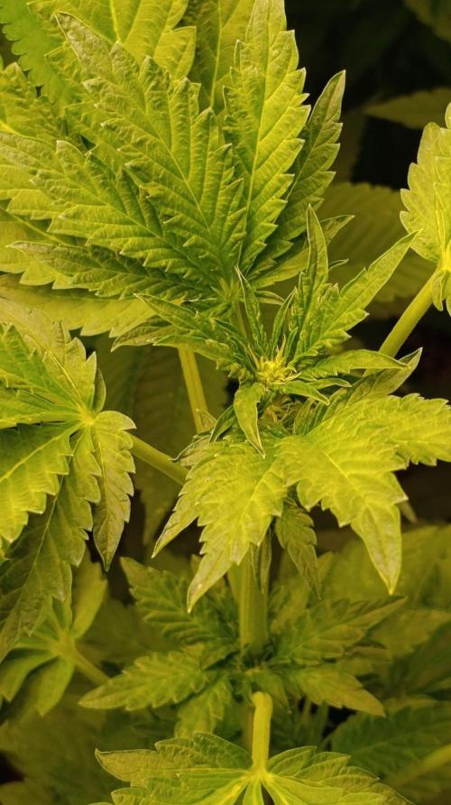 Caramel Pineapple. Week 7