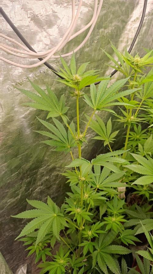 Permanent Marker RQS. Week 7