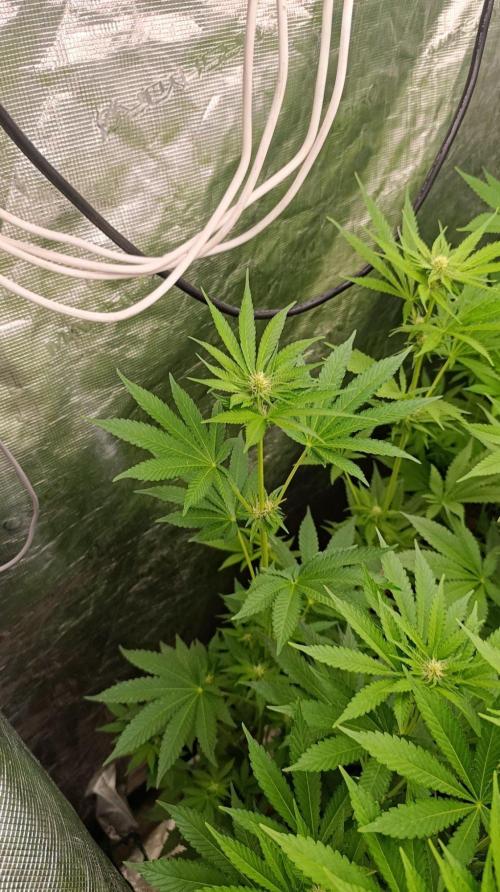 Permanent Marker RQS. Week 7