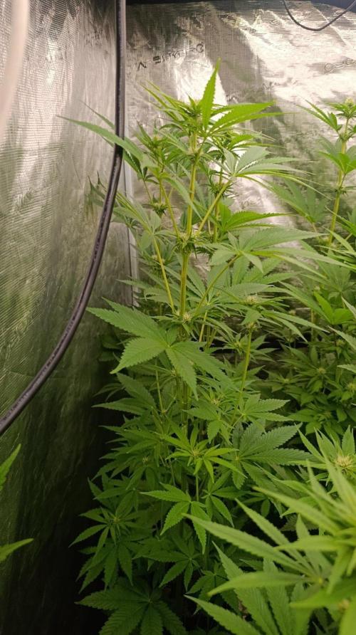 Super Boof RQS. Week 7