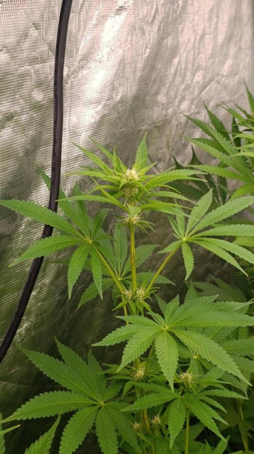 Super Boof RQS. Week 7