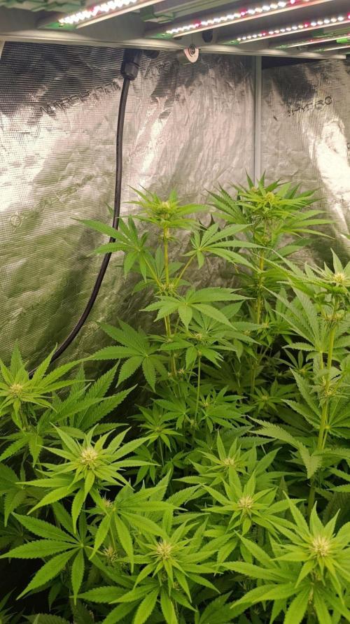 Super Boof RQS. Week 7