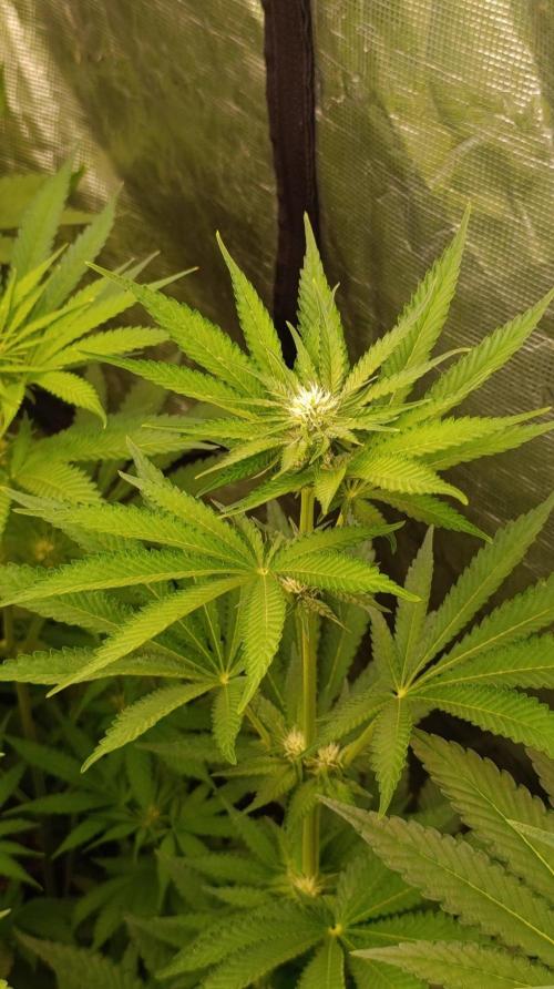 Jack 47 FV. Week 8