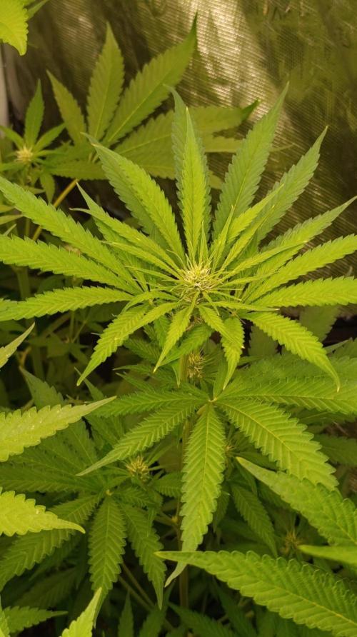 Jack 47 FV. Week 8