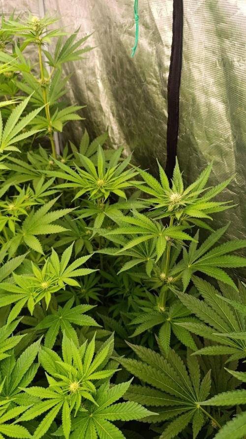 Jack 47 FV. Week 8