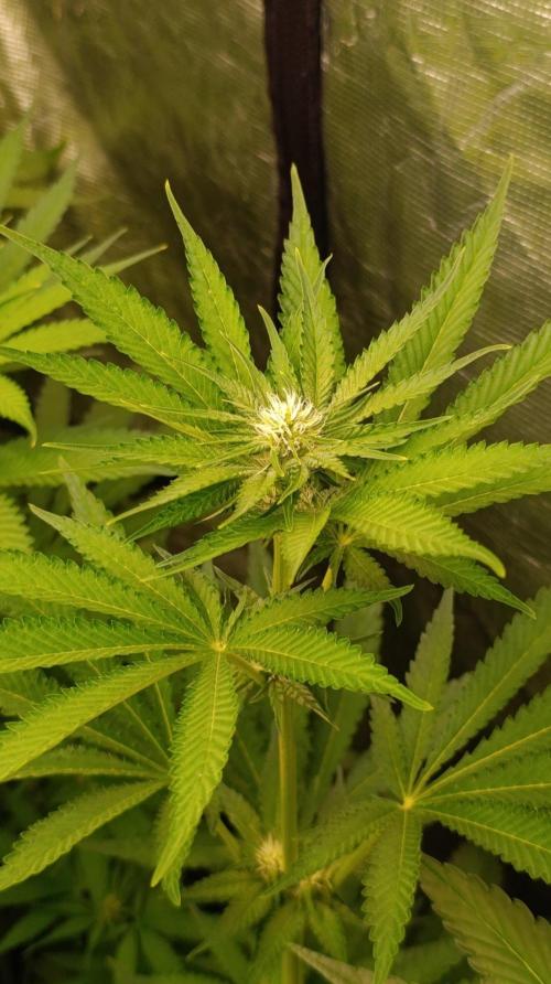 Jack 47 FV. Week 8