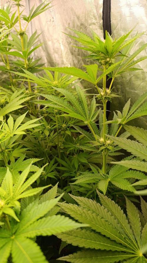 Jack 47 FV. Week 8