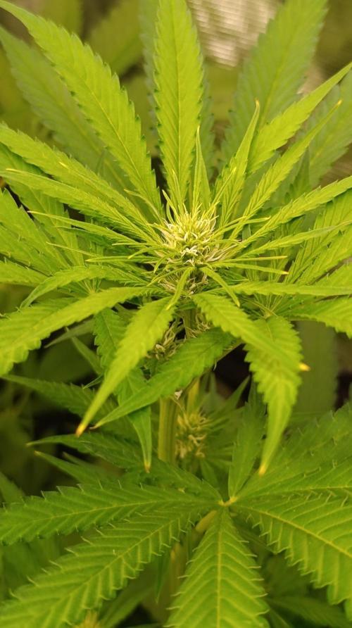 Jack 47 FV. Week 8