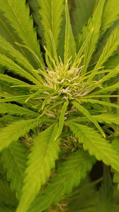 Jack 47 FV. Week 8