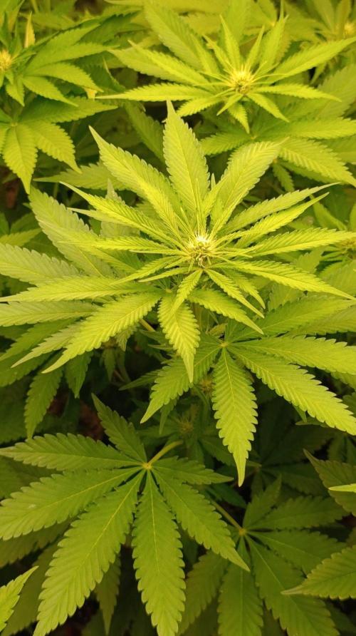 DC Kush. Week 8