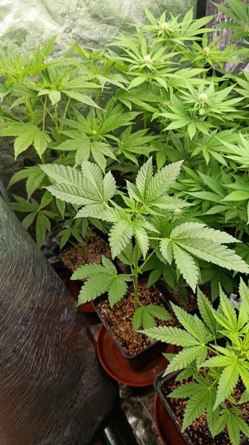 California Octane Triploid. Week 5