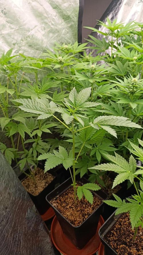 California Octane Triploid. Week 5