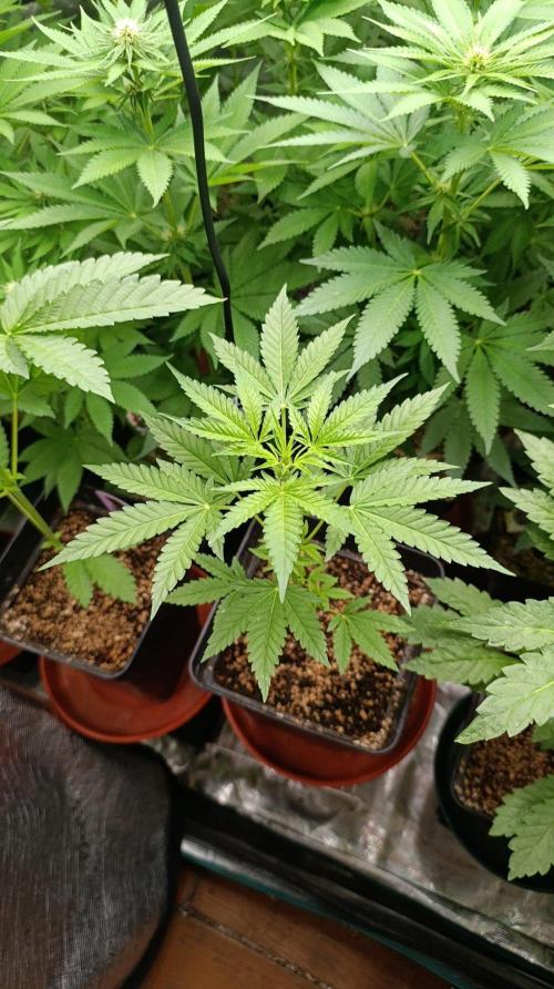 Blueberry Muffin. Week 5