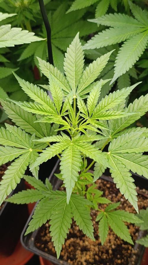 Blueberry Muffin. Week 5