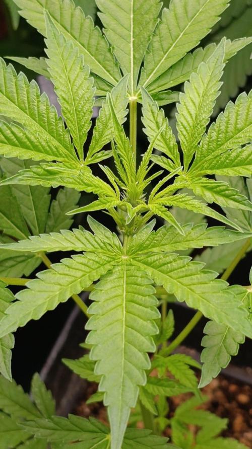 Blueberry Muffin. Week 5