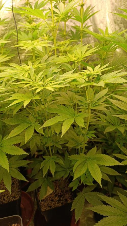 GR-APE. Week 8