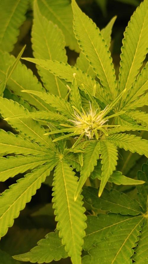 GR-APE. Week 8